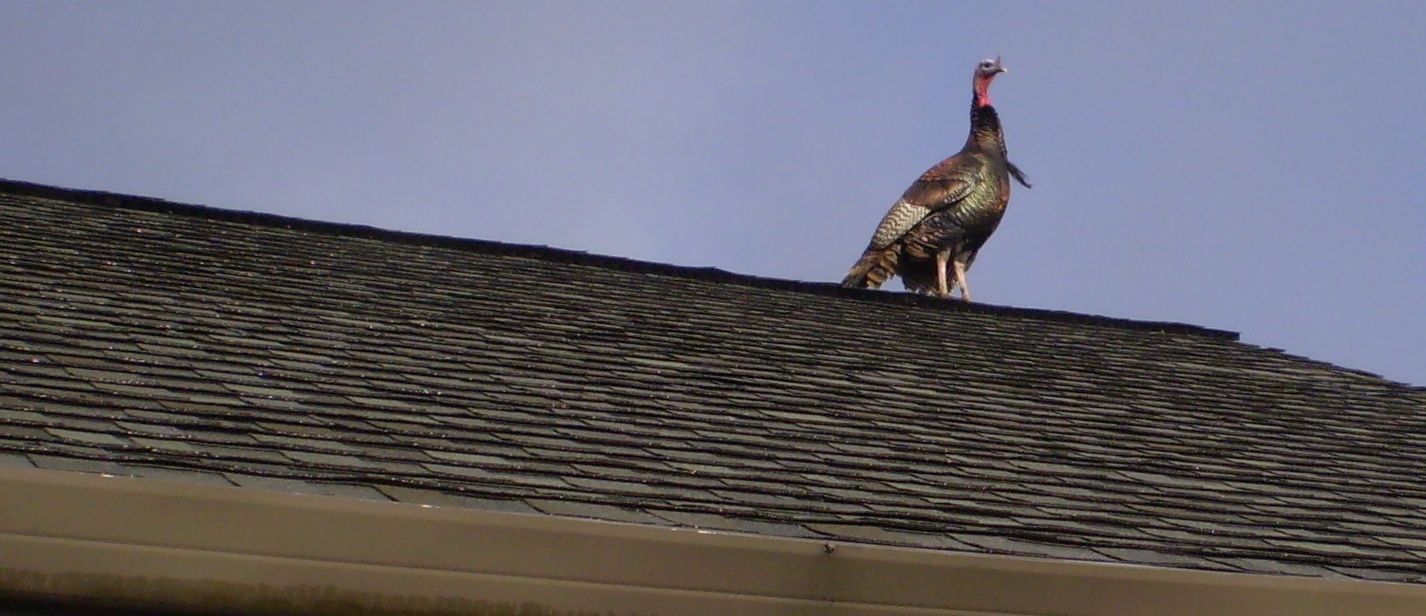 turkey roof